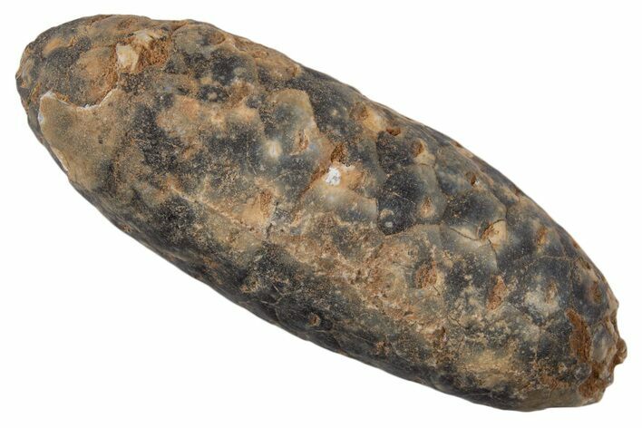 Fossil Cycadophyte Seed Cone - Boujdour, Morocco #339319